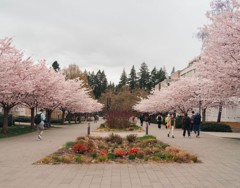 Beautiful cherry blossoms in full bloom at University Endowment Lands, BC, Canada.
